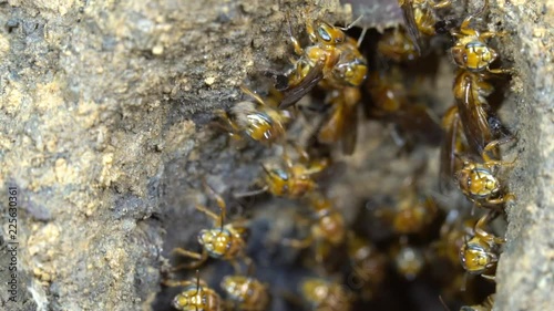 Slow motion of entrance to a meliponine bee nest. Bees enter and leave hole, others are repairing the funnel edge.  On the raised soil mound of a leaf cutter ant nest. In tropical rainforest, Ecuador photo