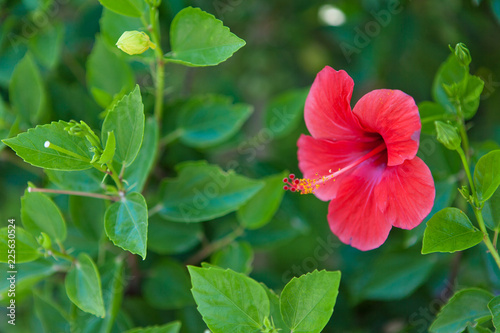 red hibiscus flower in the garden