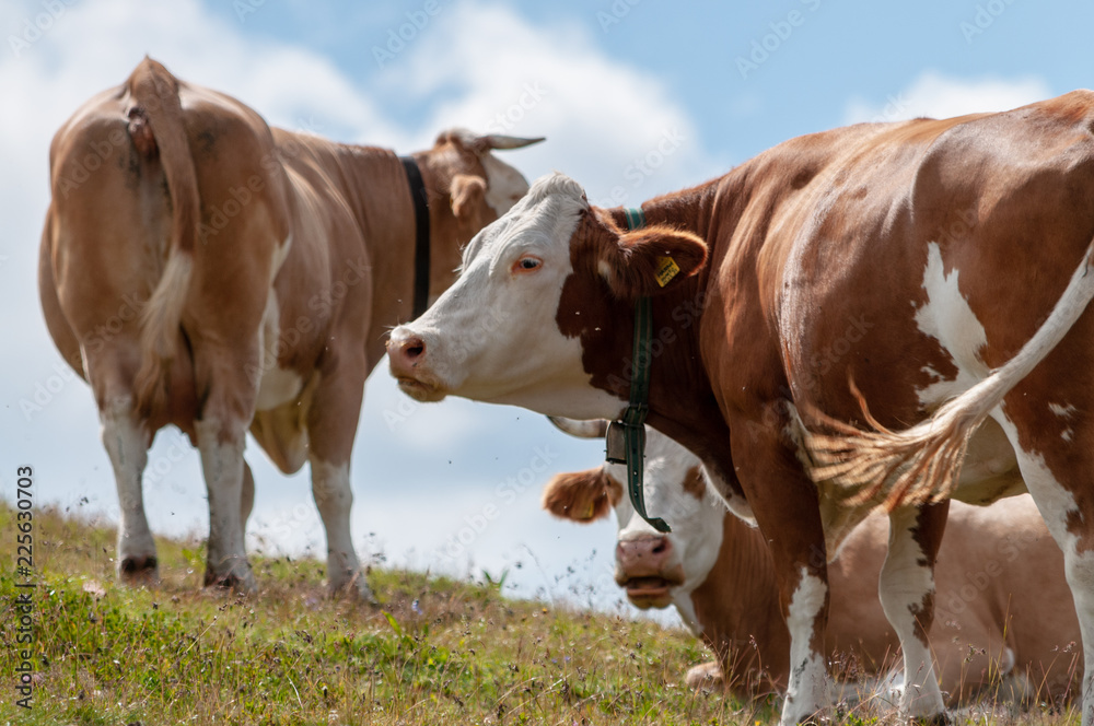 A group of Swiss red white cows, grazing in a meadow in the Italian Dolomites. The Dolomites are part of the Italian Alps, seen here on a summer afternoon. Image taken near the Giau Pass