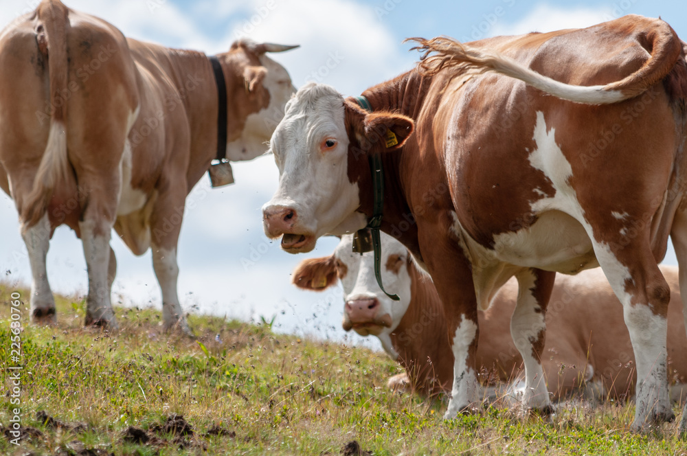 A group of Swiss red white cows, grazing in a meadow in the Italian Dolomites. The Dolomites are part of the Italian Alps, seen here on a summer afternoon. Image taken near the Giau Pass