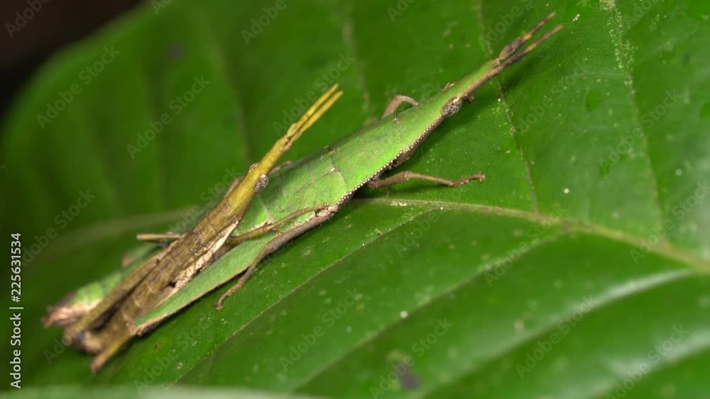 Pair of green cryptic grasshoppers (Omura congrua) mating on a leaf in the rainforest understory, Ecuador. The male is on top and much smaller than the female. Pair of green cryptic grasshoppers (Omura congrua) mating on a leaf in the rainforest understory, Ecuador. The male is on top and much smaller than the female.