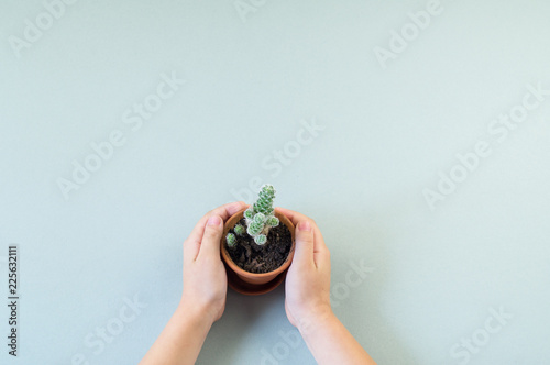 Girl hands holding pot green decorative succulent