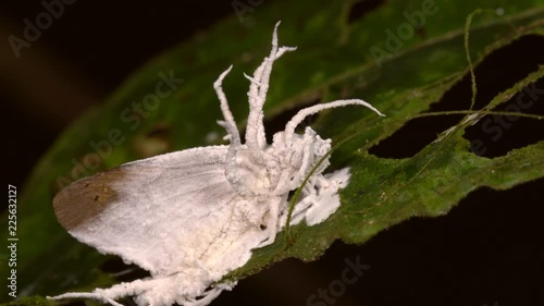 Cordyceps fungus parasitizing a moth. A parasitic fungus which infects and kills insects. Alters the behaviour of its host ensuring it will die in a high place, so the spores spread easily. 