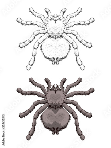 Vector illustration with hand drawn spider. Two variants of insect: monochrome and colored.