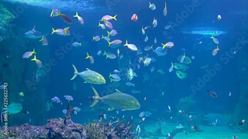 4K Footage Aquarium With Fishes Have A Great View