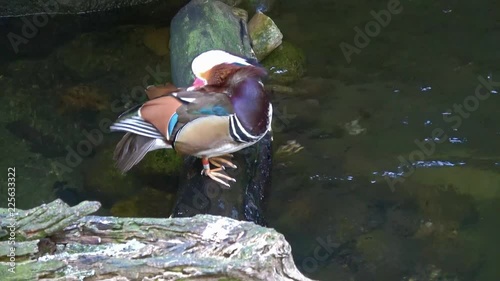 Mandarin Duck In The Zoo