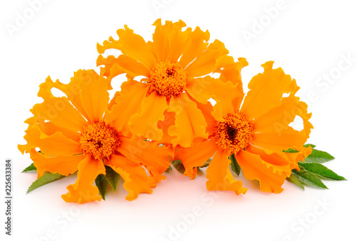 Marigold flower isolated.