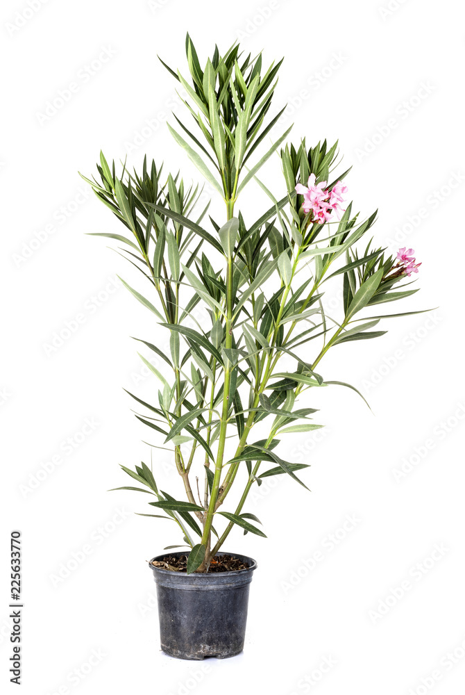 Nerium oleander in studio Nerium oleander in studio