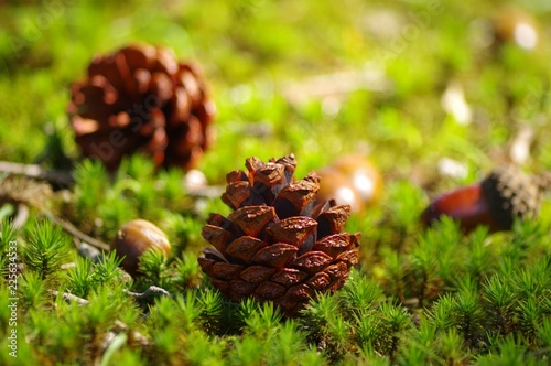 松ぼっくり Pine cones