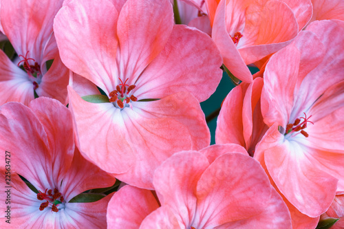 Fototapeta Naklejka Na Ścianę i Meble -  Flores color rosa de la planta del geranio. Geranium.