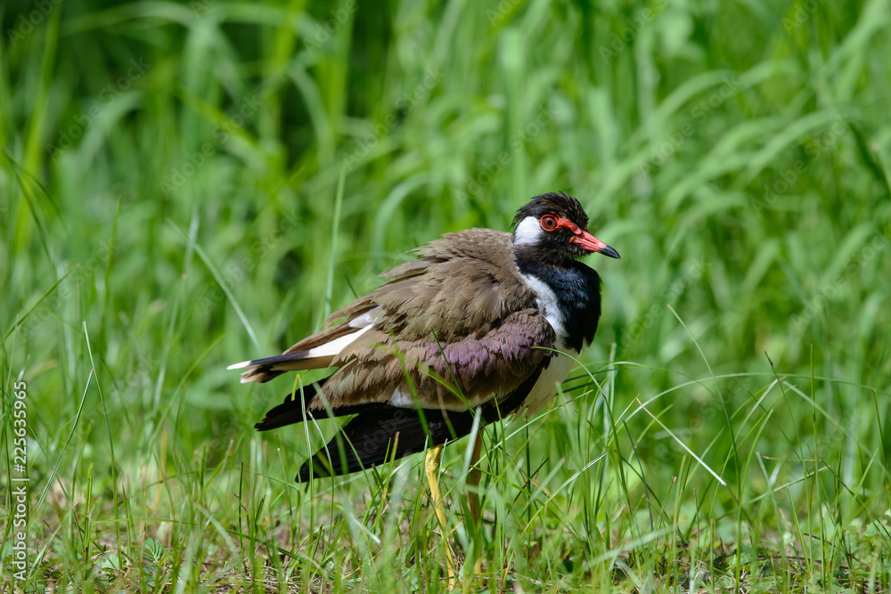 Red-wattled lapwing is an Asian lapwing or large plover, a wader in the family Charadriidae. They are ground birds that are incapable of perching. Red-wattled lapwing is an Asian lapwing or large plover, a wader in the family Charadriidae. They are ground birds that are incapable of perching.