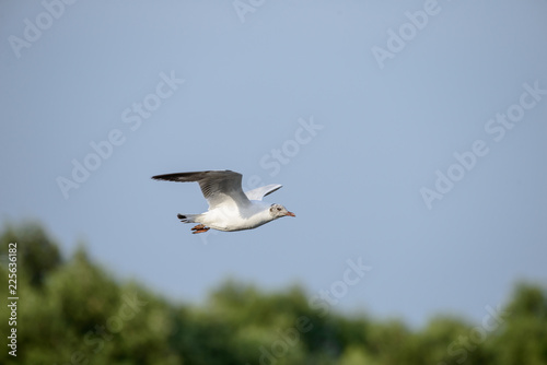 flying seagull at bangpu recreation center samut prakan thailand