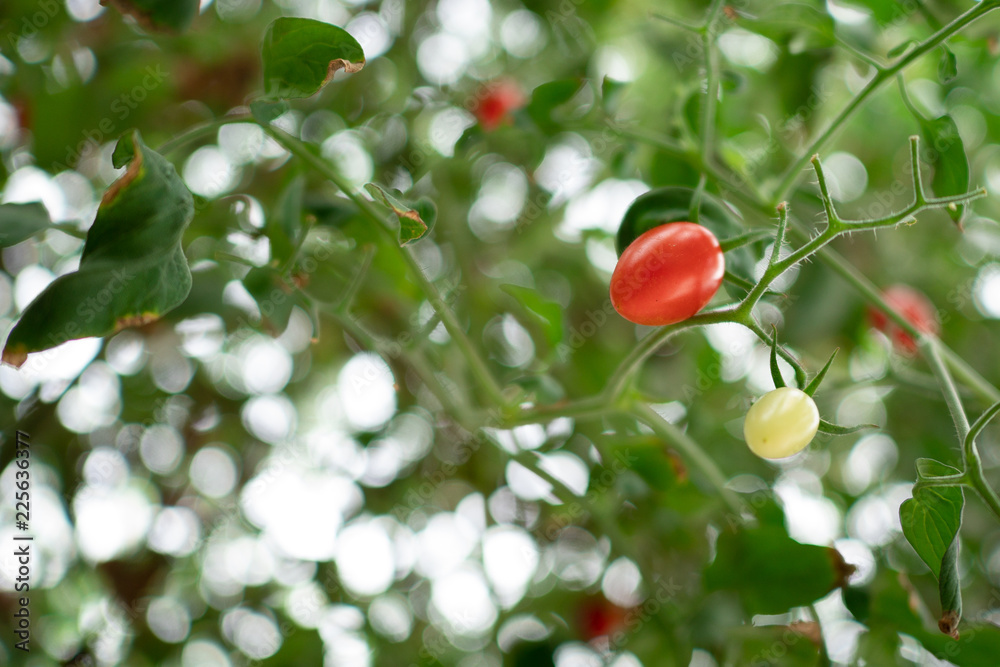 hydroponic fresh tomato in greenhouse