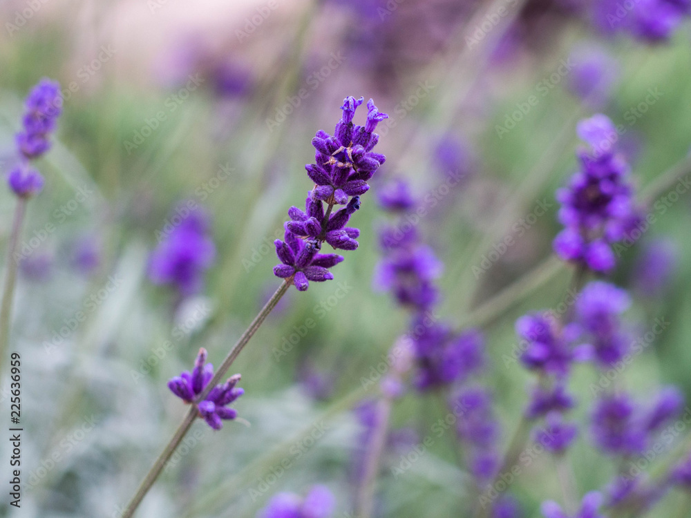 Fild of flowering lavender. Lilac lavender flowers in the garden. Lavender, Lavandula officinalis. Fild of flowering lavender. Lilac lavender flowers in the garden. Lavender, Lavandula officinalis.
