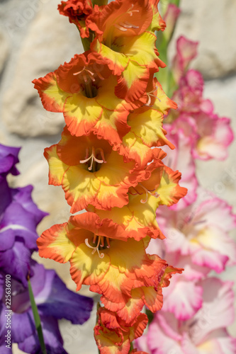 Fototapeta Naklejka Na Ścianę i Meble -  Head of  gladiolus flower against the background of a limestone wall