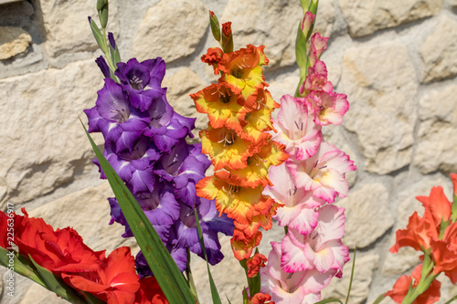 Fototapeta Naklejka Na Ścianę i Meble -  Head of  gladiolus flower against the background of a limestone wall