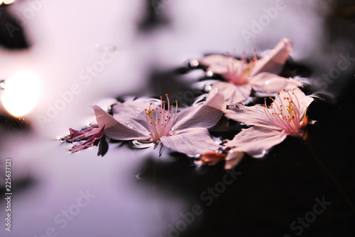 水面の桜