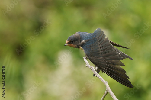 A cute baby Swallow (Hirundo rustica) having a stretch whilst waiting for a parent to return to feed it. photo