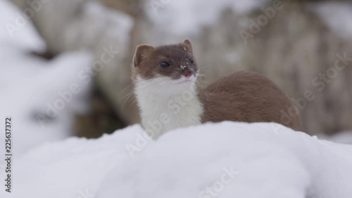 Stoat in the snow