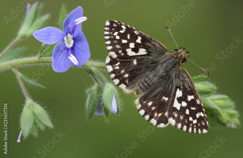 A rare Grizzled Skipper Butterfly (Pyrgus malvae) perching on a the Common Field-speedwell (Veronica persica) plant. photo