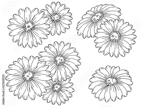 Chamomile flower graphic black white isolated sketch set illustration vector