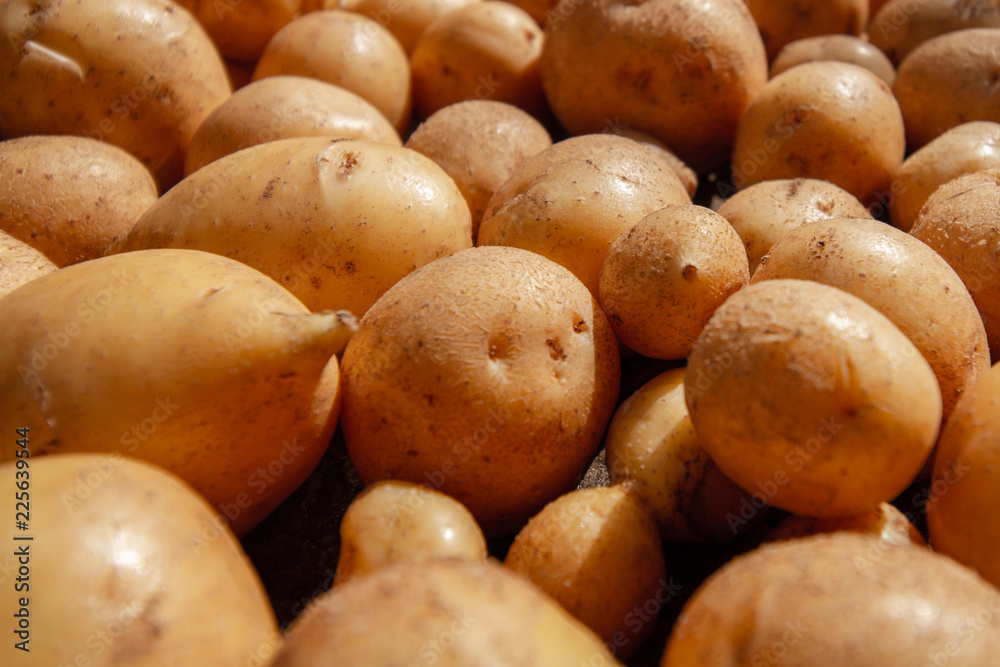 Background from fresh young organic potatoes. Closeup, selective focus Background from fresh young organic potatoes. Closeup, selective focus