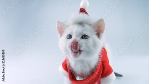 Funny cat dressed up for Christmas, moves closer, licking lips
