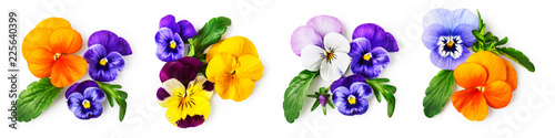 Zestaw trójkolorowych kwiatów altówki bratek
