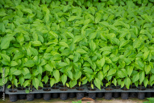 Green bell pepper / The seedlings of chilli are growing in the pellets.