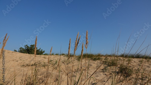 Schönower Heide photo