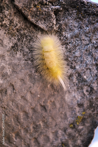 Calliteara pudibunda (pale tussock or meriansborstel) yellow fluffy caterpillar crawling on gray background, close up macro detail