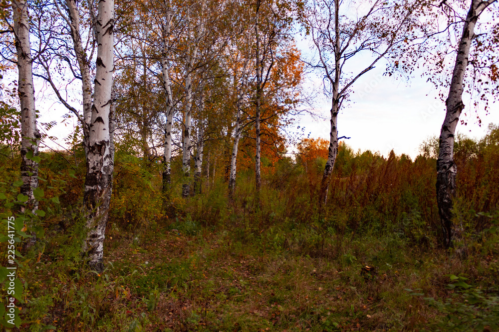 Fototapeta premium A autumn birch grove among orange grass