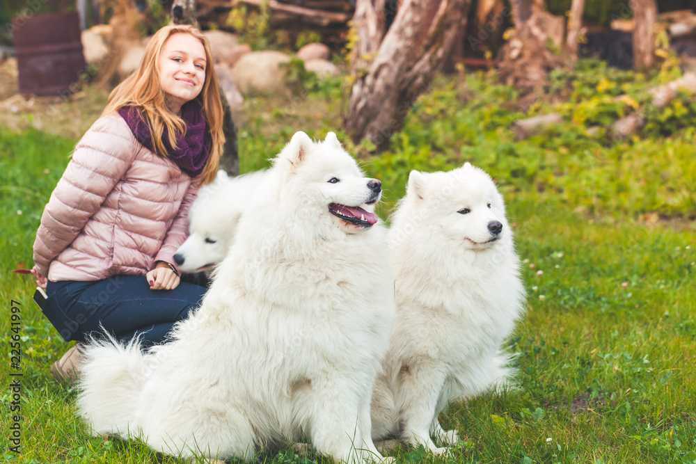 Girl near three white Samoyed dogs Girl near three white Samoyed dogs