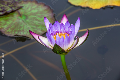Beautiful Purple Lotus Flower with honey bee. Close focus with bee collecting honey from the pistil   green leaf in in pond  deep blue water surface