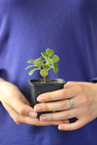 woman holding a plant in her hands