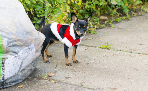 Dog in Santa Claus's suit on walk