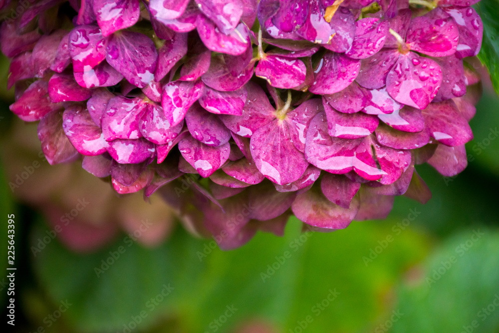 colorful flowers of hydrangea bush with raindrops.