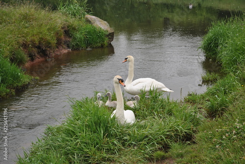 Swan Family