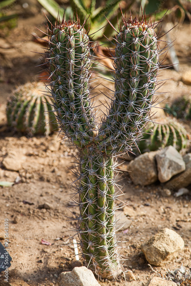 Cactus en forme de Y dans le jardin exotique de Roscoff (Finistère) Cactus en forme de Y dans le jardin exotique de Roscoff (Finistère)