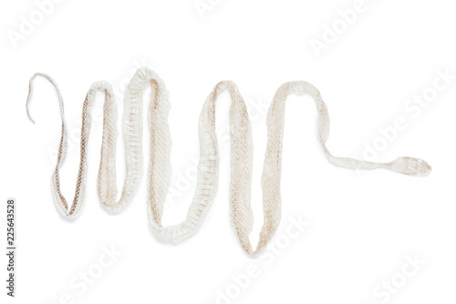 Shedding small-tailed snake skin isolated on white background