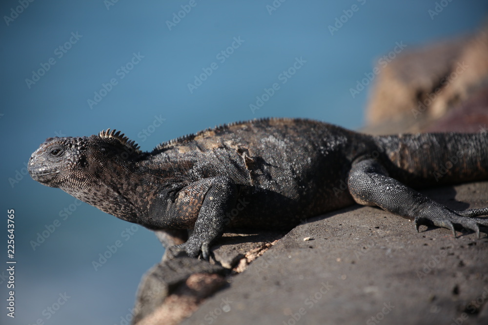 Fototapeta premium Marine iguana Galapagos Ecuador