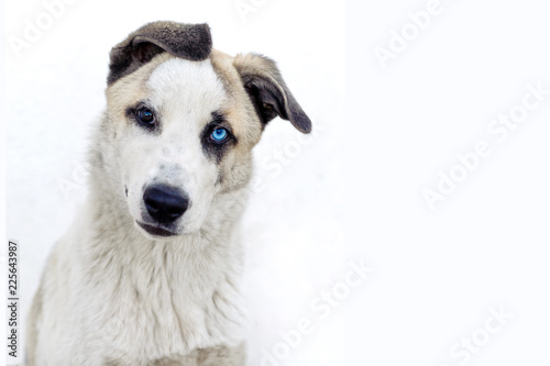 Portrait of a young mongrel mongrel with different colored eyes