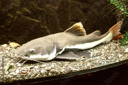 Big redtail catfish (Phractocephalus hemioliopterus) in the aquarium