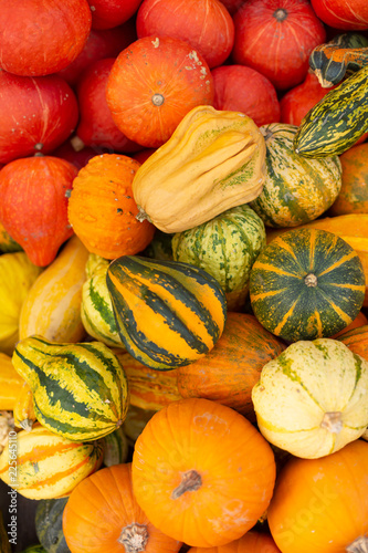 Variety of colorful ornamental gourds and pumpkins for Halloween holiday.