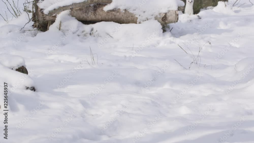 Stoat in the snow Stoat in the snow