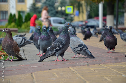 There are many pigeons in the city street.