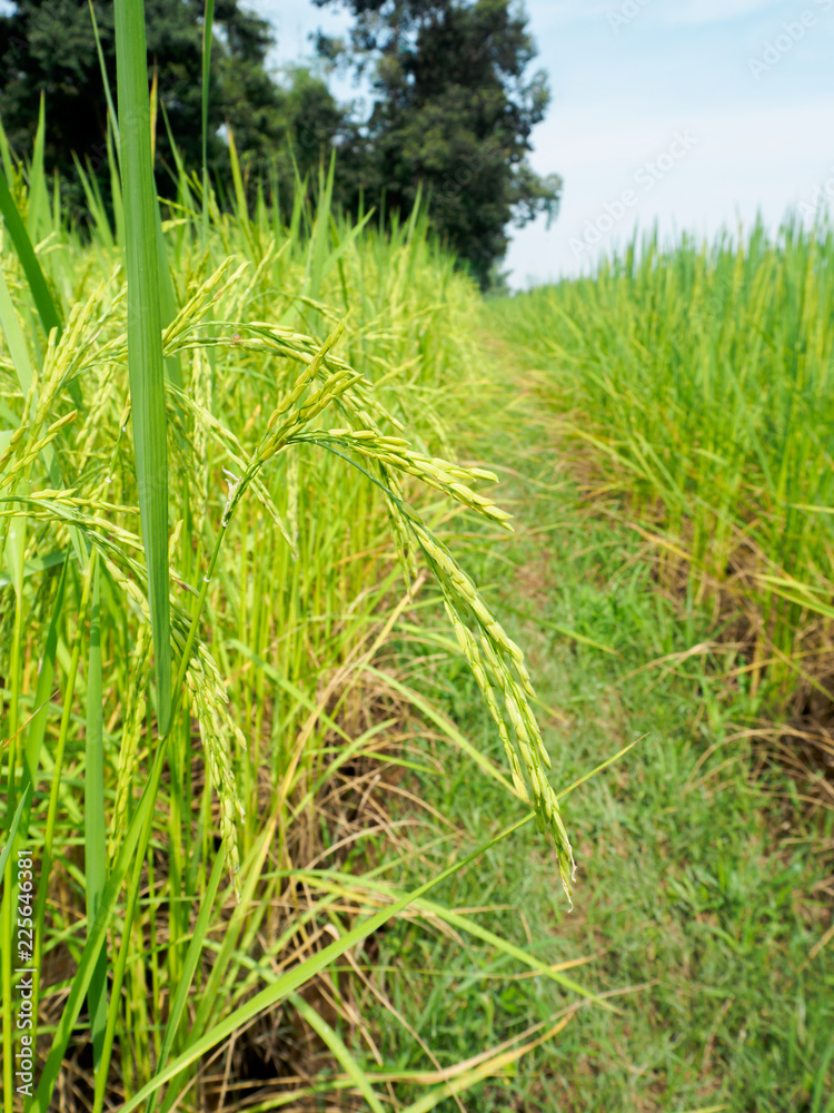 Fototapeta premium Green rice plants