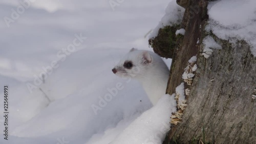 Stoat in the snow
