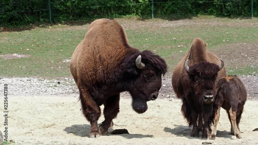 Waldbison - Amerikanischer Bison - Bos bison Waldbison - Amerikanischer Bison - Bos bison