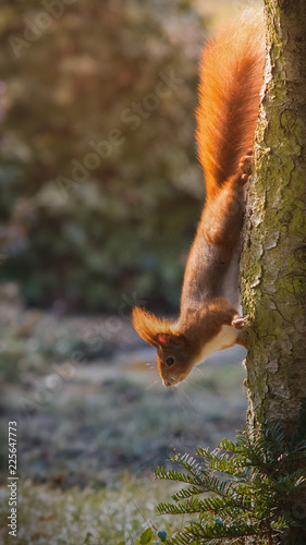 Eichhörnchen © sven